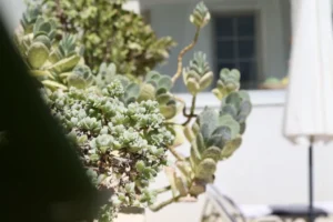 Κύπος Κύπος