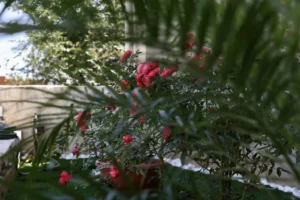 Λουλούδια Λουλούδια